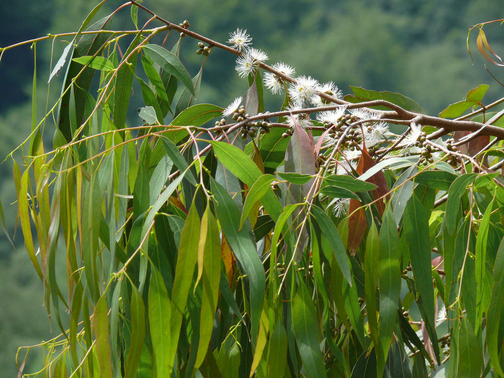 Eucalyptus macarthurii